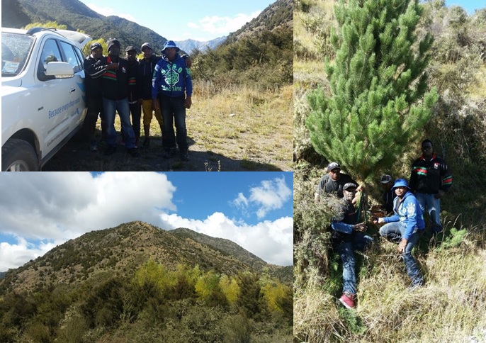 Southern Water Engineering, Wilding Pines, Community Involvement Initiatives, Marlborough 2016 (2)